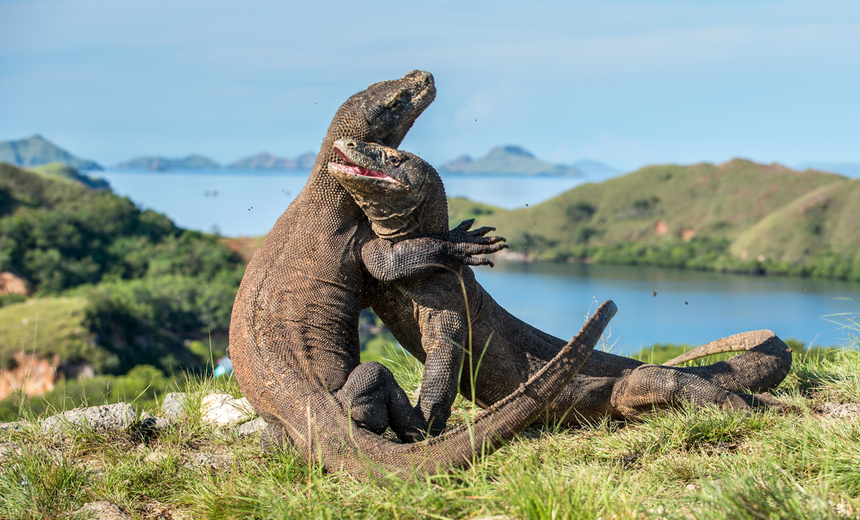 warany z Komodo