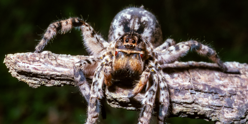 pająk tarantula ukraińska Lycosa singoriensis