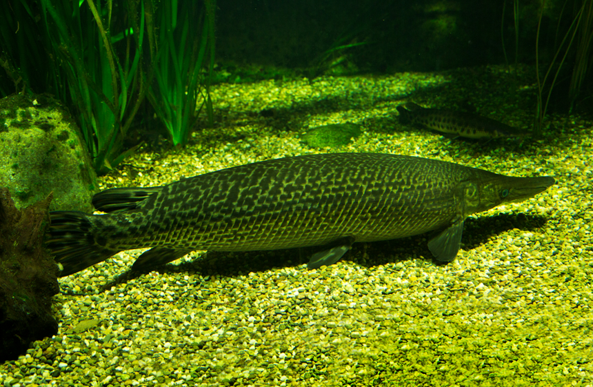 ryba niszczuka wielka Atractosteus tristoechus