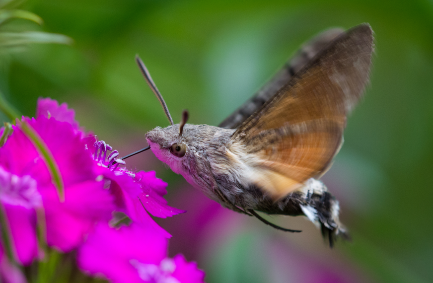 ćma fruczak gołąbek macroglossum stellatarum