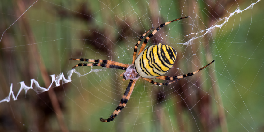pająk tygrzyk paskowany Argiope bruennichi