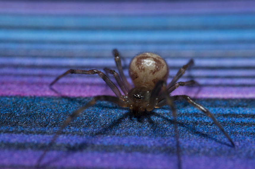 pająk zyzuś tłuścioch Steatoda bipunctata