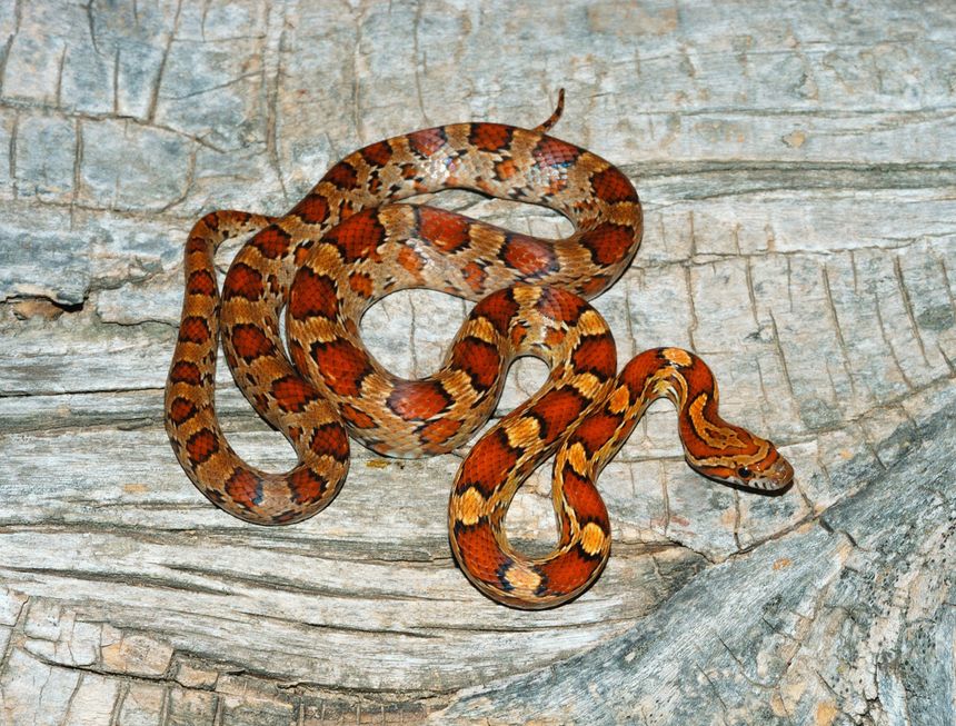 wąż zbożowy Pantherophis guttatus