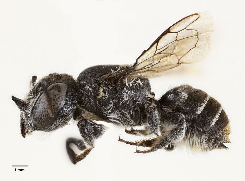 pszczoły Megachile lucifer