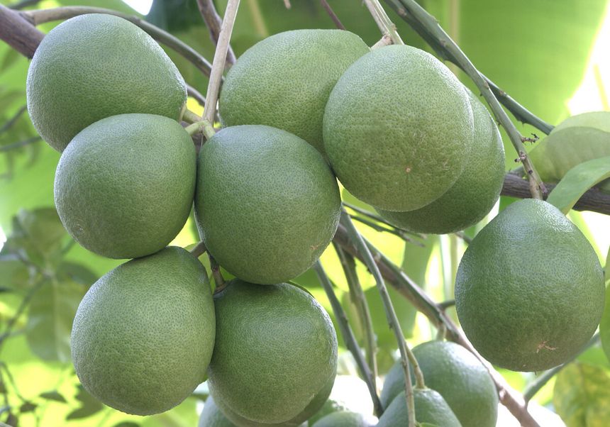 owoce pomelo