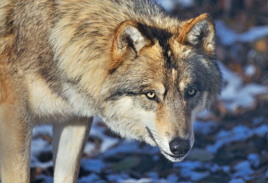 wilk Canis lupus 