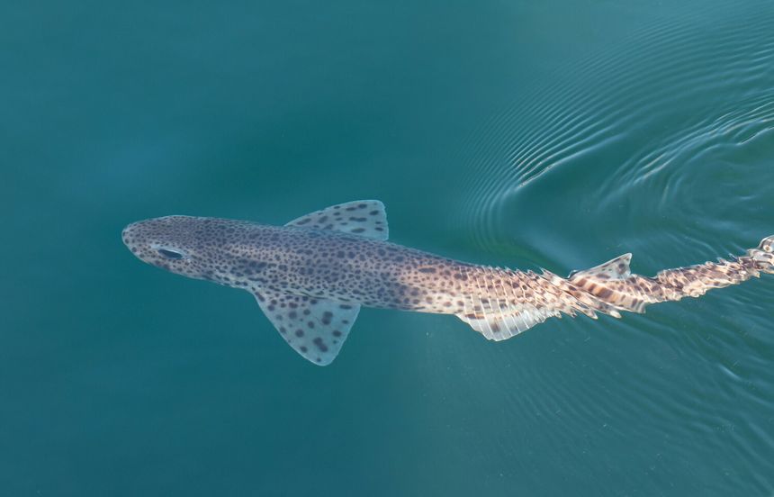 rekin psi Scyliorhinus canicula