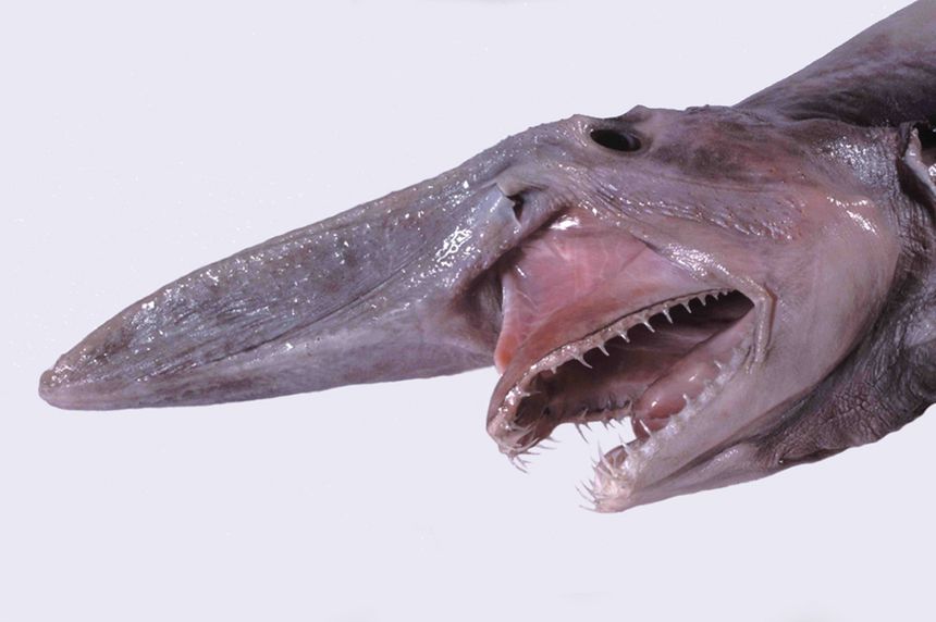 Mitsukurina owstoni, rekin chochlik, goblin shark