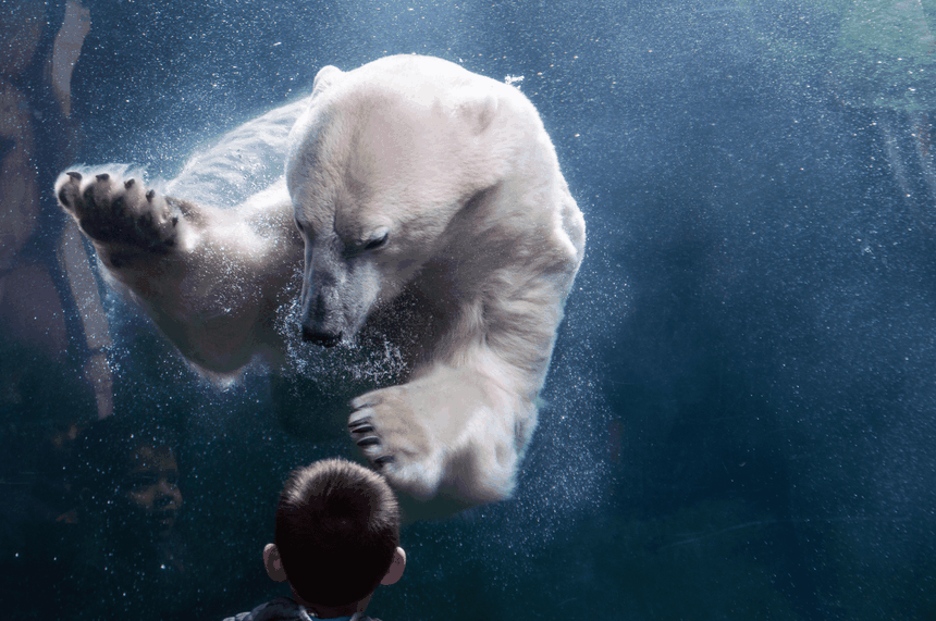 niedźwiedź polarny zdjęcie