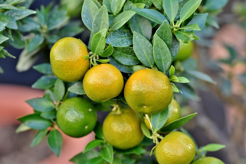 Grejpfrut zielony, oroblanco, sweetie