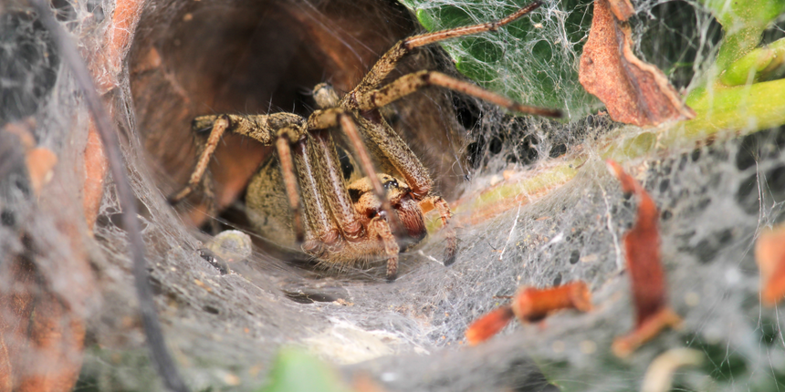 pająk lejkowiec labiryntowy Agelena labyrinthica