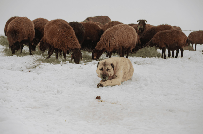 pies pasterski kangal i stado owiec