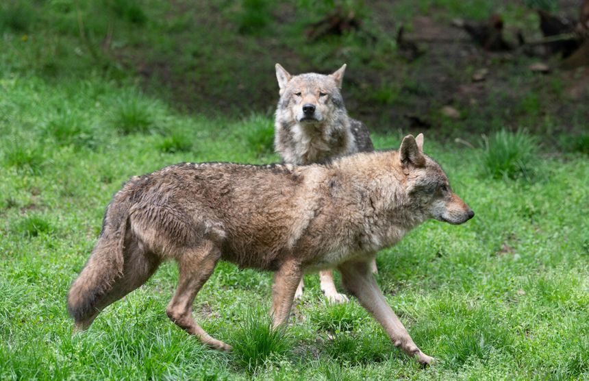 wilki w Polsce