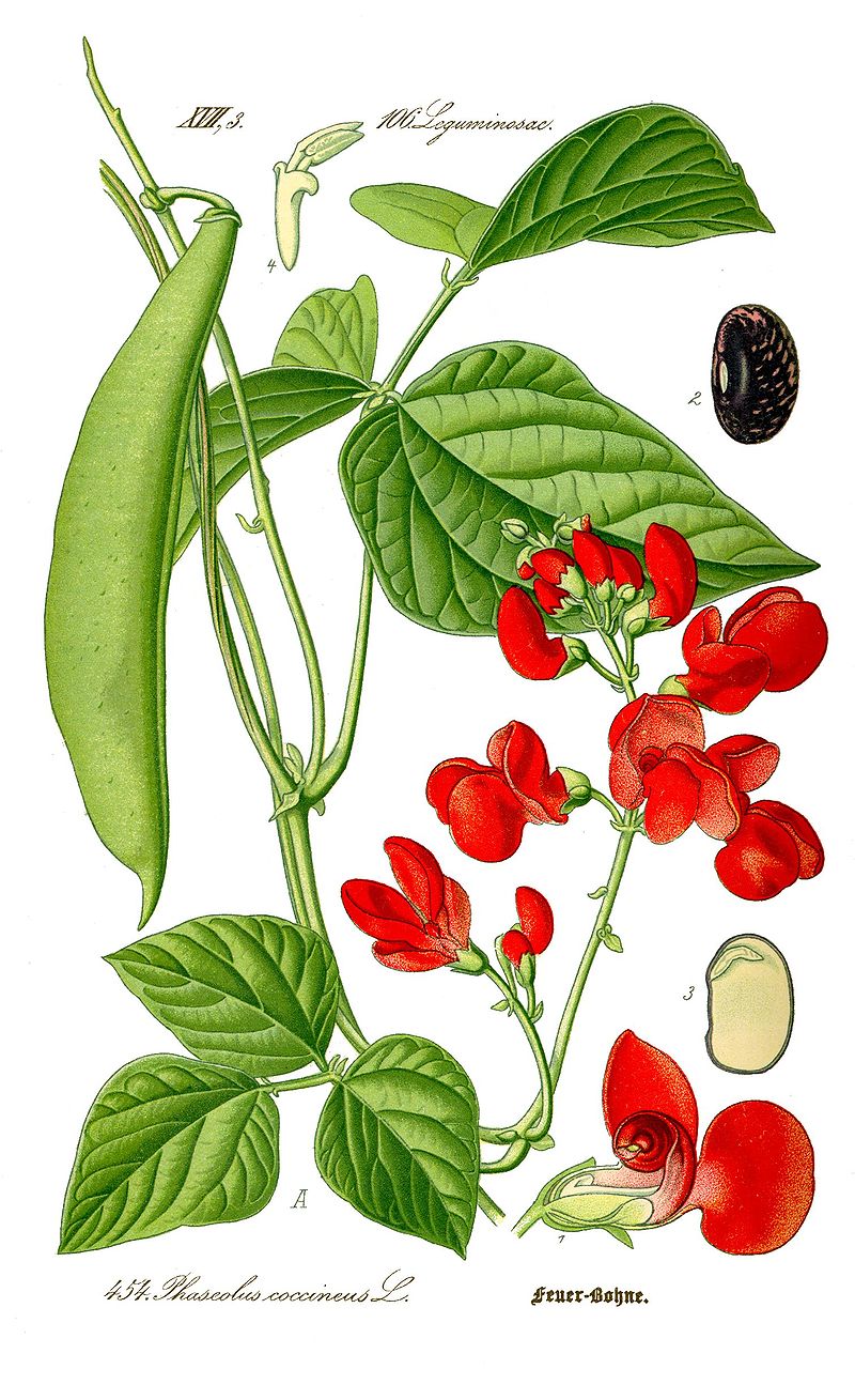 Fot. Wikimedia / Prof. Dr. Otto Wilhelm Thom&eacute; Flora von Deutschland, &Ouml;sterreich und der Schweiz 1885