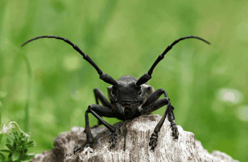 chrząszcz kozioróg dębosz Cerambyx cerdo