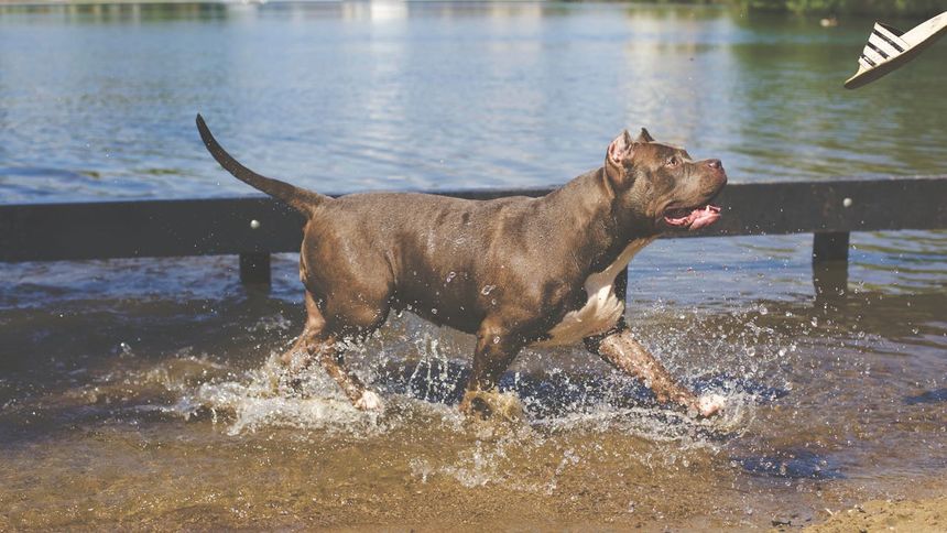 pitbull