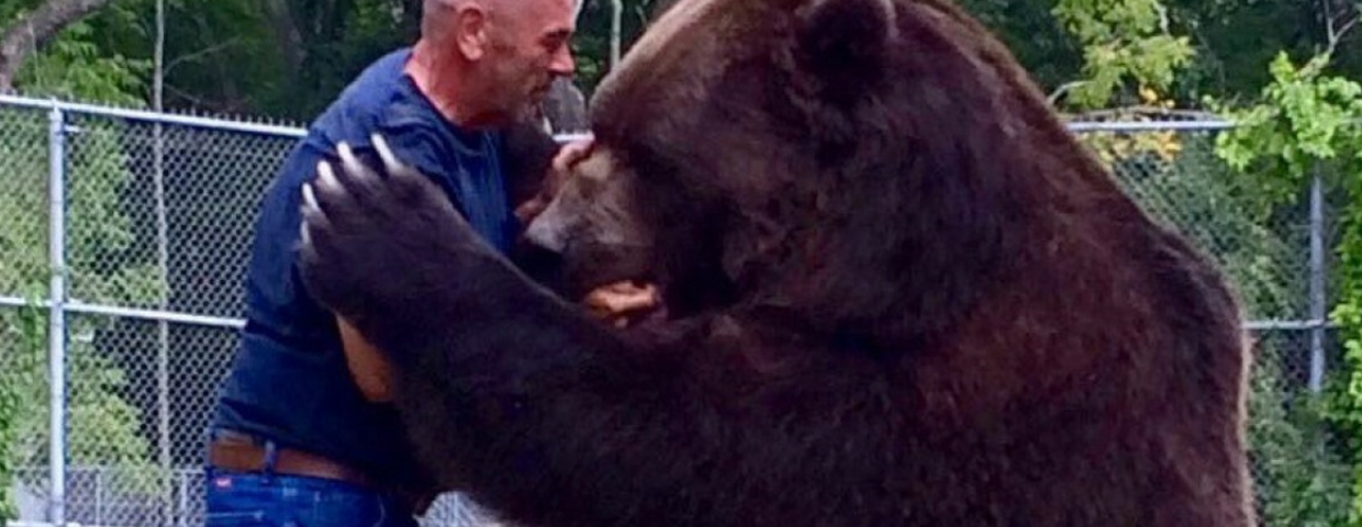 Niedźwiedź kodiak, większy niż grizzly