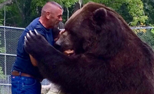 Niedźwiedź kodiak, większy niż grizzly