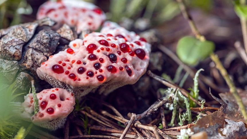 Hydnellum peckii