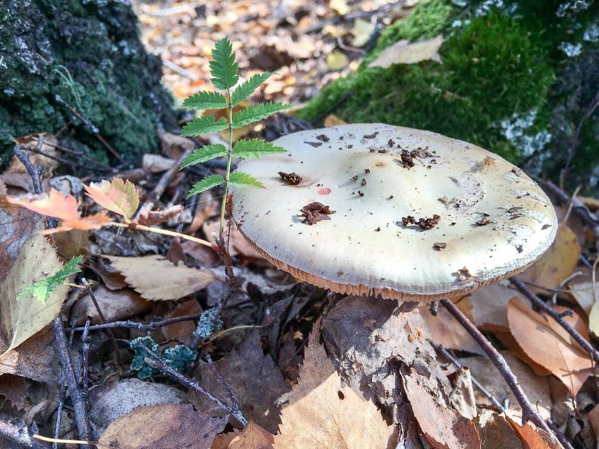 muchomor sromotnikowy Amanita phalloides