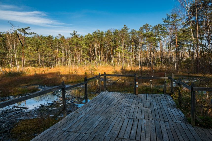 Goździkowe bagno w Celestynowie