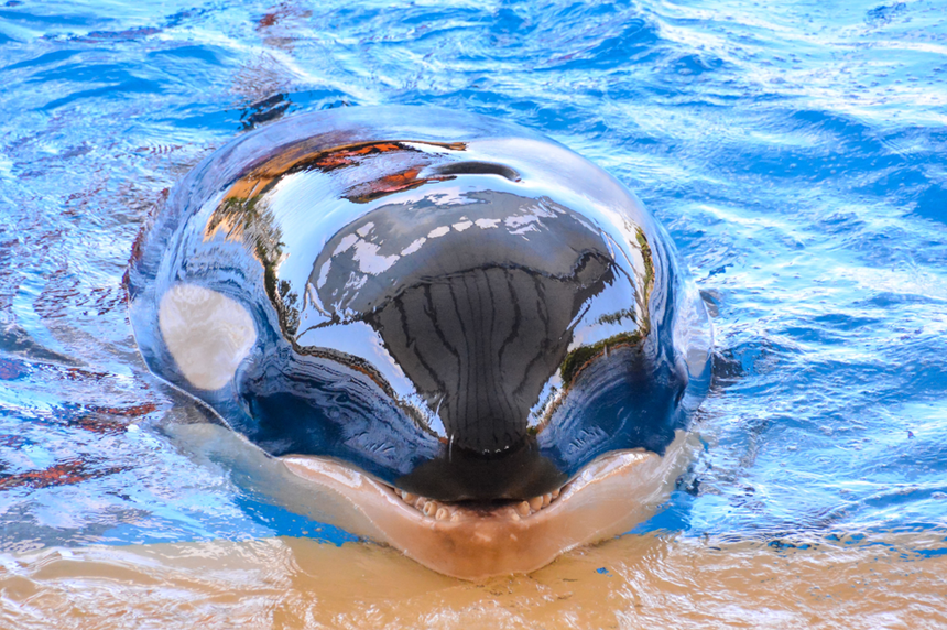 orka