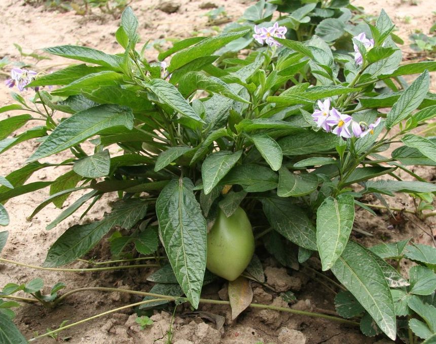 Melon pepino. Fot. Wikimedia / I, Michael / CC BY 2.5