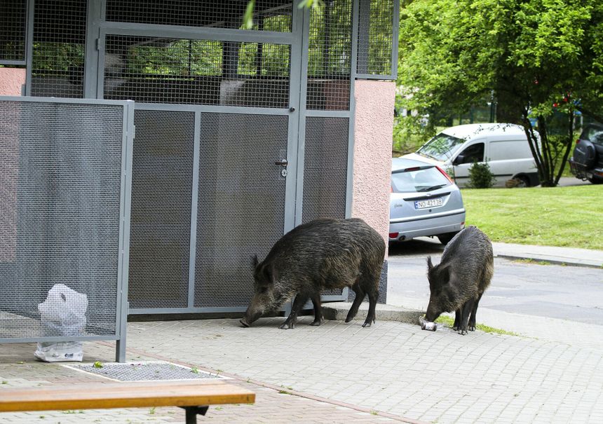 dziki w Olsztynie