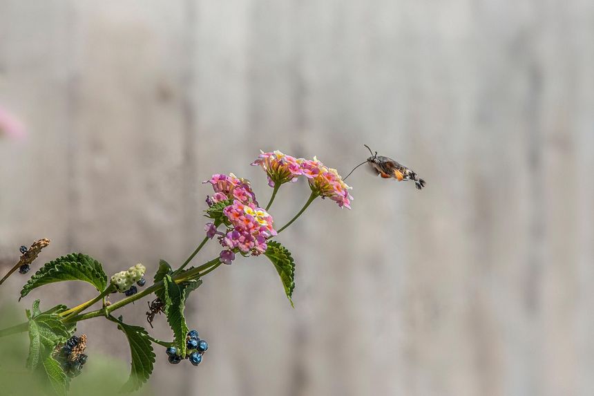 Fruczak gołąbek, Macroglossum stellatarum