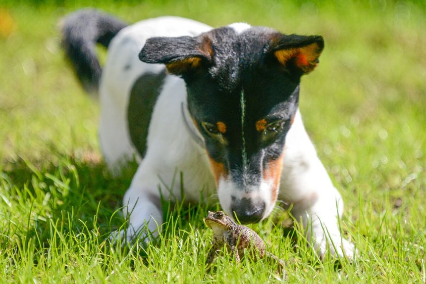 Jack Russell terrier