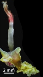 Osedax roseus, pierścienice zombie worms