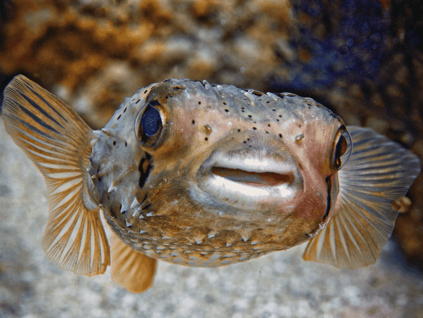 rozdymka, ryba fugu