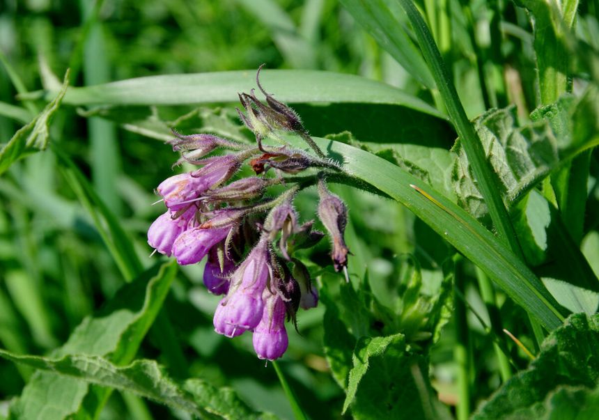 żywokost lekarski Symphytum officinale
