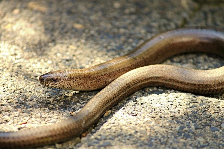 Padalec zwyczajny (Anguis fragilis)