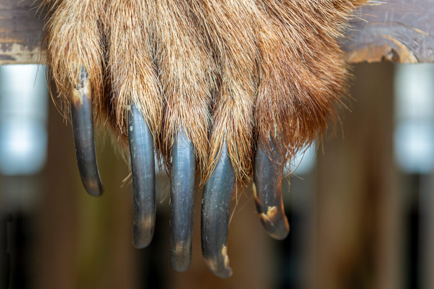 pazury niedźwiedzia grizzly