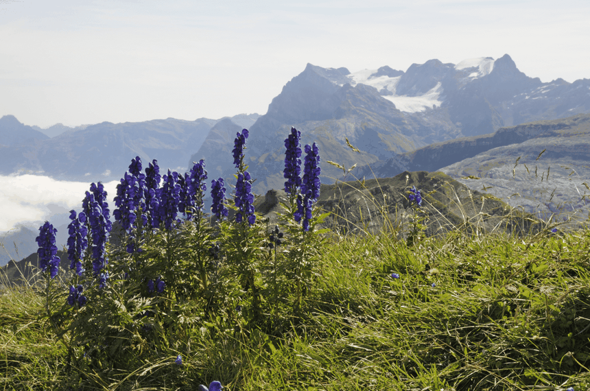 tojad mocny Aconitum napellus
