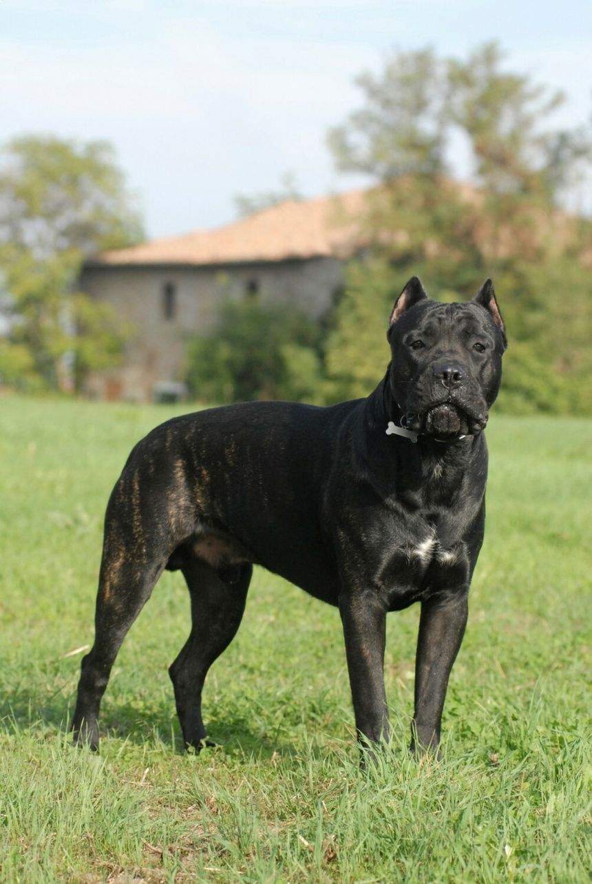 cane corso