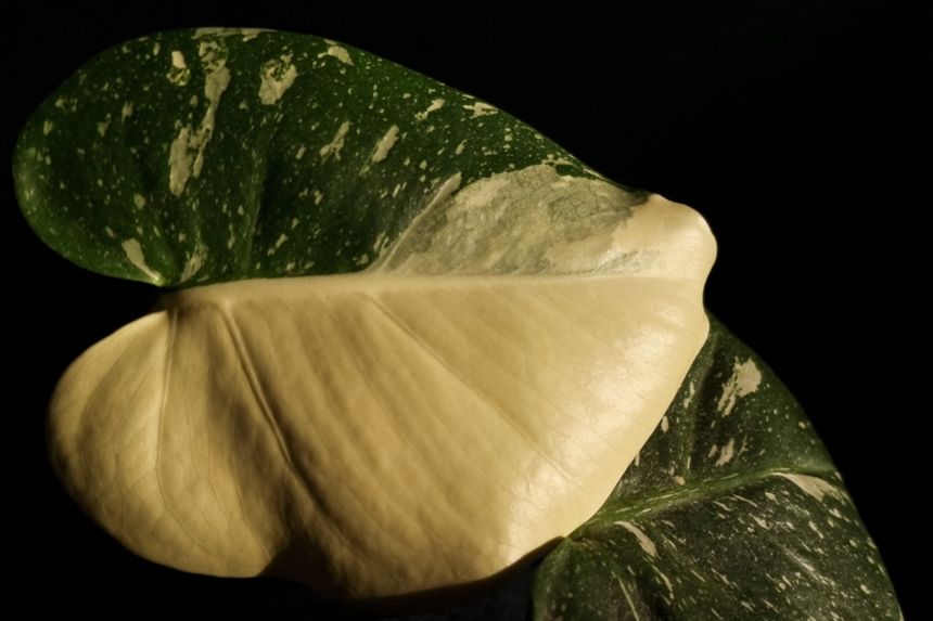 Monstera Thai Constellation, wartość sadzonki z jednym liściem od 500 złotych