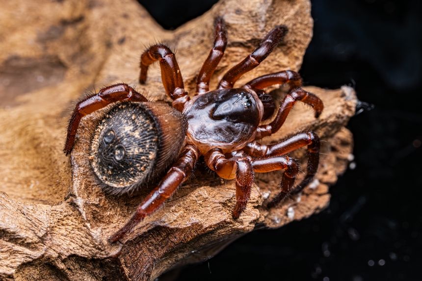 Cyclocosmia