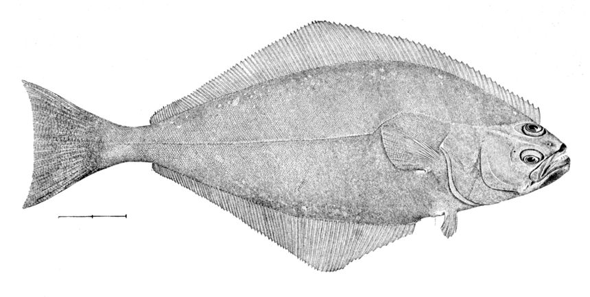 Halibut na rycinie