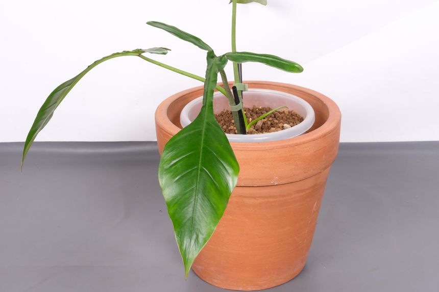 Philodendron Joepii, wartość małej sadzonki od 5, do nawet 15 tysięcy złotych