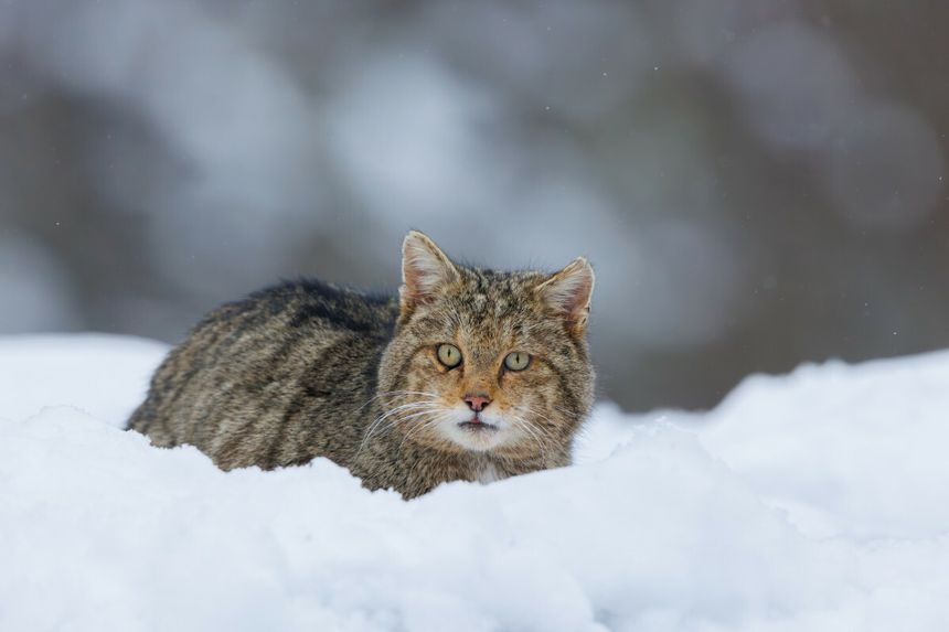 Felis silvestris żbik europejski