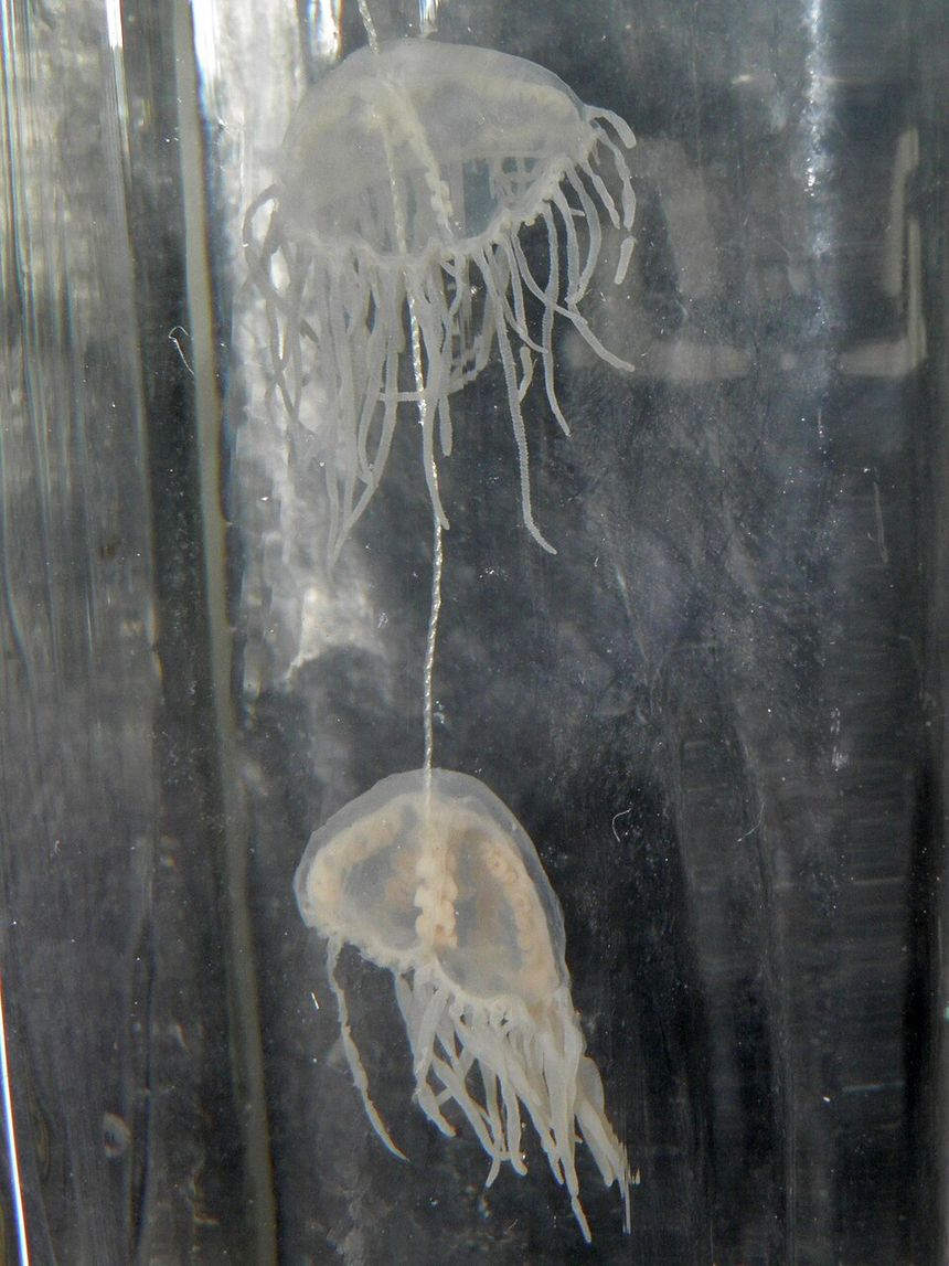 Meduzy Gonionemus vertens