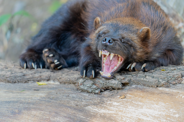 rosomak (wolverine), pazury i kły