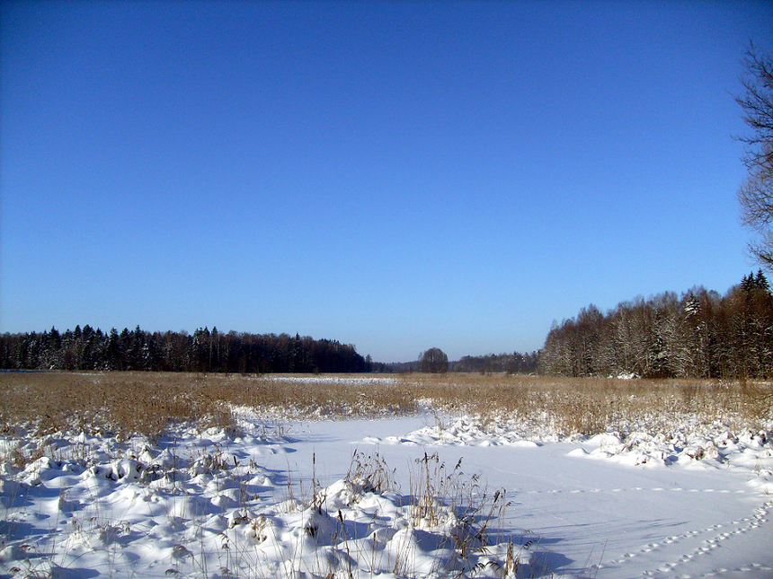 Puszcza zimą