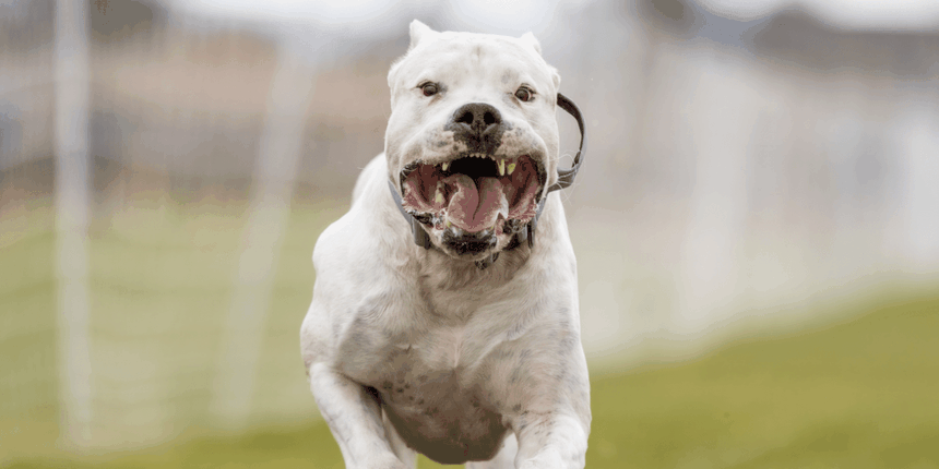 czy dog argentyński jest agresywny, jaki ma charakter