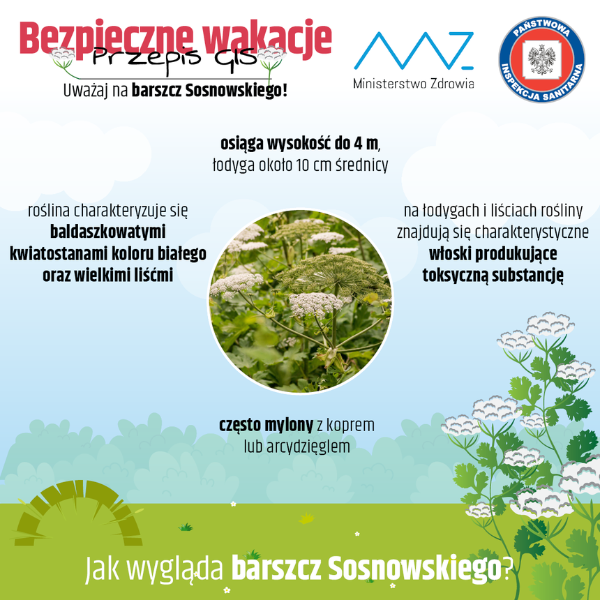 jak rozpoznać barszcz Sosnowskiego