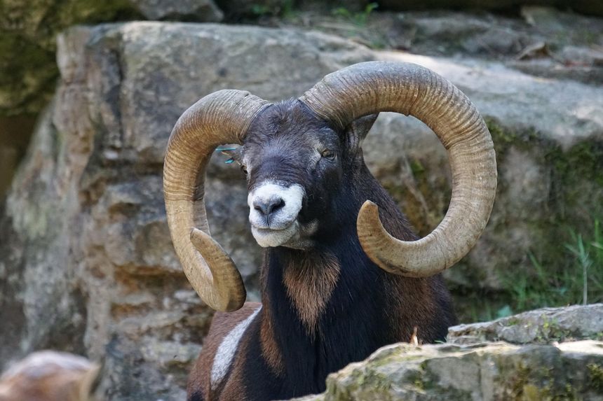 Muflon