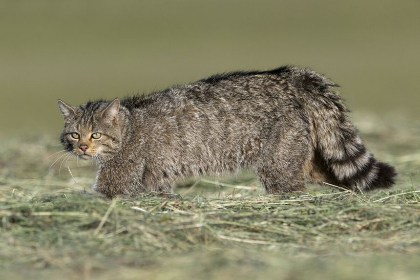 żbik europejski Felis silvestris