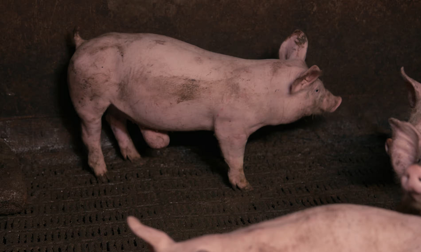 Świnia z widoczną przepukliną